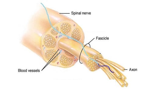 CNT Yarn taps Nerves for Electroceutical Treatments and Diagnostics